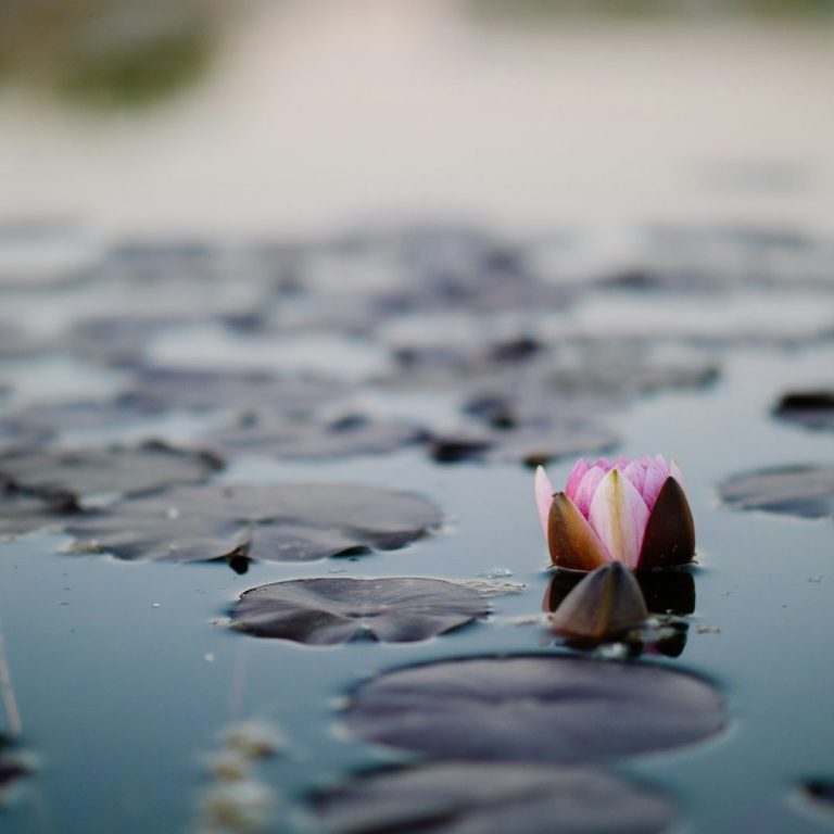 Achtsamkeit Mindfulness Meditation Rosenheim Thich Nath Hanh Plum Village Tara Brach Jasmin Kircher Seerosenteich